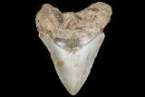 Bargain, Fossil Megalodon Tooth - North Carolina #79904-2